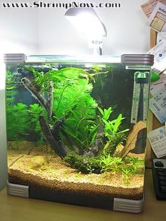 62 best aquariums fish