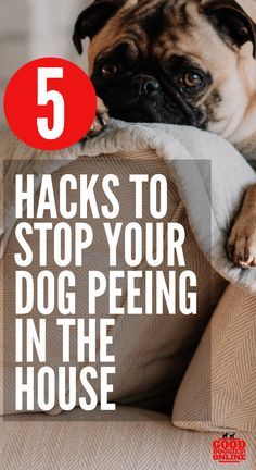 Stop Dog Peeing In T Stop Dog Peeing In The House With Theses Easy