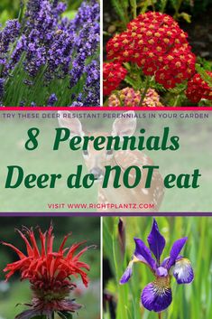 30 Best Deer Resistant Perennials Images In 2018 8 Great Perennials Deer Do Not Eat