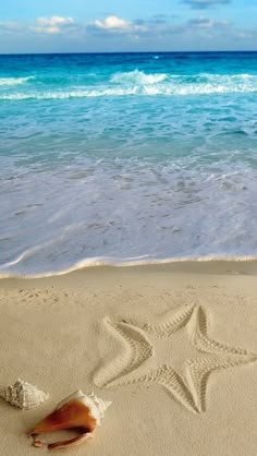 185 Best Beautiful Sea Shell Pictures Images On Pinterest In 2018 Seashells And Starfish At The Beach