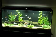 15 best my aquarium
