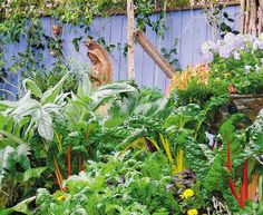 edible garden plants australia change out plants for ones you can eat foodscaping edible landscape photos 136 best edible garden design images on pinterest garden edible garden plants australia change out plants for ones you can eat foodscaping edible landscape photos 136 best edible garden design images on pinterest garden
