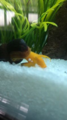 26 best aquarium images