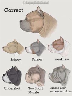 Bully Breed Chart Pit Bulldogs 36 American Bully Dogs Pitbull Terrier Guard Dog Breeds Bullies