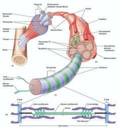 function of the immune system biology essay What is the function of the immune system the immune system is responsible for the specific defense against agents, called antigens, which are foreign or. function of the immune system biology essay What is the function of the immune system the immune system is responsible for the specific defense against agents, called antigens, which are foreign or.