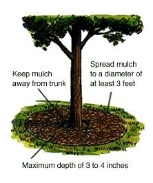 Flower Garden Ideas Around Tree bark mulch weed control for around trees | weed control, barking Flower Garden Ideas Around Tree bark mulch weed control for around trees | weed control, barking