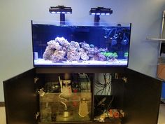 31 best aquarium images
