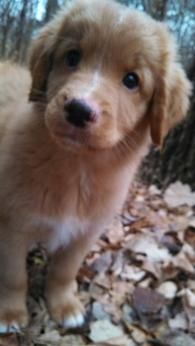 calm breeds medium sized kooiker hound kooikerhondje cheerful natured friendly well behaved calm breeds medium sized kooiker hound kooikerhondje cheerful natured friendly well behaved