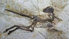 Dating rotsen en fossielen met behulp van geologic methoden