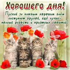 Доброе утро, хорошего дня