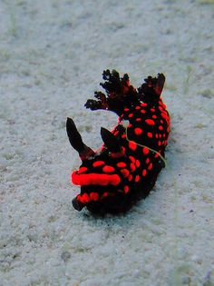 the 78 best marine fish tanks images on pinterest in 2018 exotic