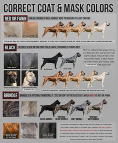 Misconception Of The Breeds English Bulldogs Pitbull Terrier Learn About The History Of Italian Cane Corso Watch Short Video