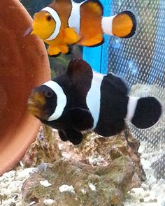 56 best clownfish whisperer