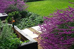 20 Rampart St Ideas Plants Native Garden Garden