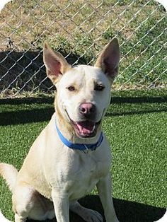 Meridian Idaho Dog Adoption Meridian Idaho Dog Adoption