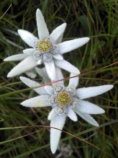 Anstecknadel Hutabzeichen Strauß Alpenblumen Edelweiß Enzian Alpenrose