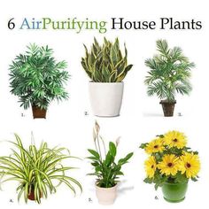 39 Best Inside House Plants Images On Pinterest 6 House Plants That Clean Your Air