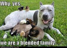 13 Best Divorce And Blended Family Humor Images Family Humor