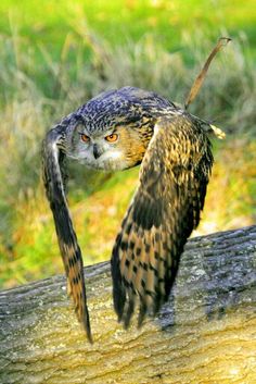 21 Ideas De Cetreros Aves Rapaces Aves Cetreria