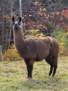 guard llama animals birds fish insects pinterest livestock guard llamas