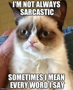 550 best funny cat
