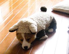 Corgi Resistance is Futile Bionic Dog Sweatshirt