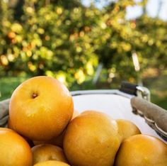 asian pear gift Gabrielle saint porn
