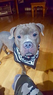 Pin On Pets Need Adopting Fostering