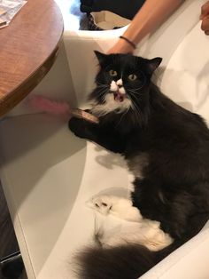 Consider, black ts sex kitten Black ts sex kitten