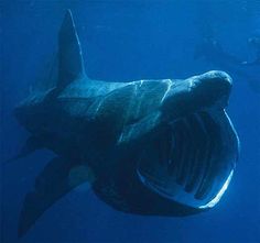 41 best megamouth shark
