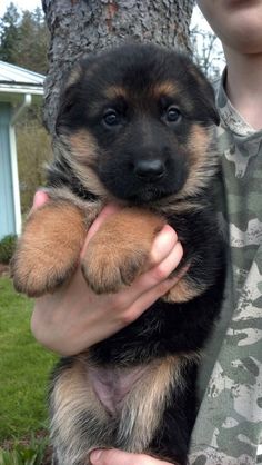 duke-girl-gets-fucked-by-german-shepard