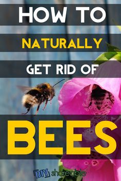 How To Get Rid Of Bee Hives Naturally How To Get Rid Of Bee Hives Naturally