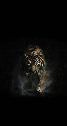 Lycan Anubis Armando Lycan Anubis Armando In 2019 Animals Wolf