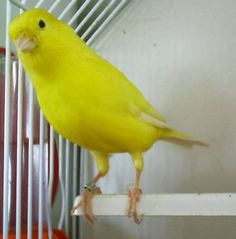 67 Ideas De Canarios Canarios Aves Pajaros