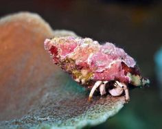 60 best hermit crabs