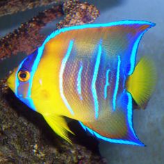 11 best pomacanthidae family