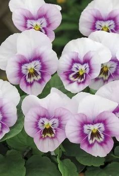 Dark Secrets Mix Winter Pansies Available Now! 20 x Plant Pack Dark Secrets Mix Winter Pansies Available Now! 20 x Plant Pack