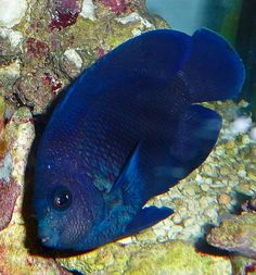 40 best pygmy angelfish