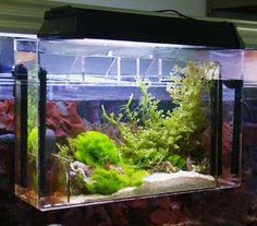 24 best refugium images