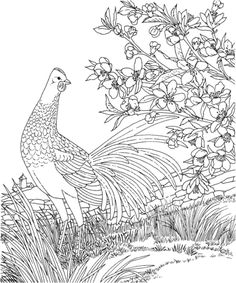 Free Printable Coloring PageDelaware State Bird And Flower Blue Hen Chicken Peach Blossom Educational Printables