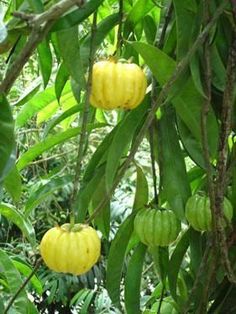 asian tree cultivated Small widely Buchs recommend League of legends pool party cosplay