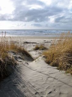 143 Best Long Beach Peninsula Washington Images On Pinterest The Final Stretch Of Meandering Walking Only Beach Path At Pacific Pines State