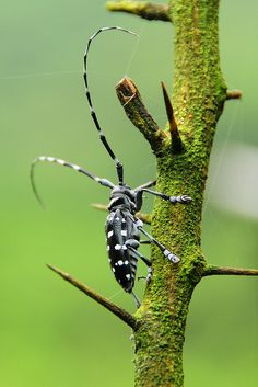 750 Best Amazing Insects Images On Pinterest In 2018 Beautiful Cattle Beetle By Mirror Lake Cool Insects Weird Bugs And Insect