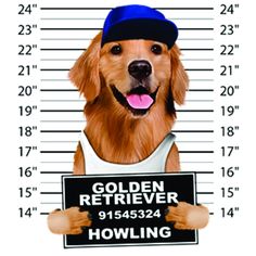 Golden Retriever Mugshot Tee Dog Hoodie Golden Retriever Dog