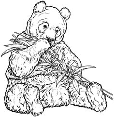 Panda Eat Bamboo Coloring Page From Giant Category Select 30319 Printable Crafts Of Cartoons Nature Animals Bible And Many More