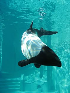 55 best animals at