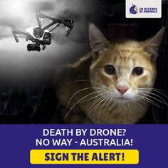 Stop Australias Sick Plans To Massacre Cats With Poison Dropping Drones Christmas Island Animal Stop Australias Sick Plans To Massacre Cats With Poison Dropping Drones Christmas Island Animal
