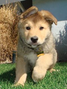 white goberian golden retriever siberian husky mix husky love