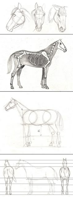 90 mejores imágenes de Vertebrados | Vertebrados, Animales 90 mejores imágenes de Vertebrados | Vertebrados, Animales