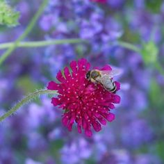 28 Besten Bilder Von Naturnahe Gärten Balkon Gestalten